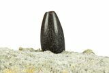 Partial Sauropod Dinosaur (Diplodocus) Tooth - Colorado #296775-1